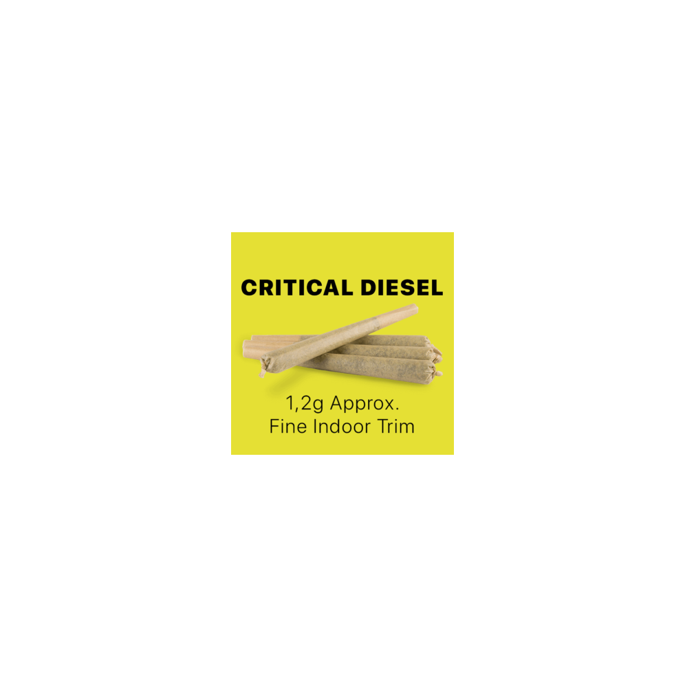 CBD Stick King Size – Critical Diesel